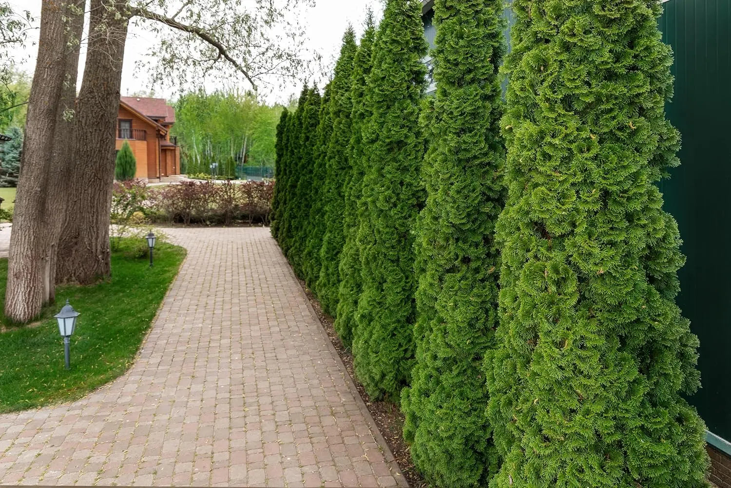 Lebensbaum Thuja occidentalis 'Smaragd' als grüner Gehölzstrauch, gepflegt und satt grün, von Stauden Gänge.