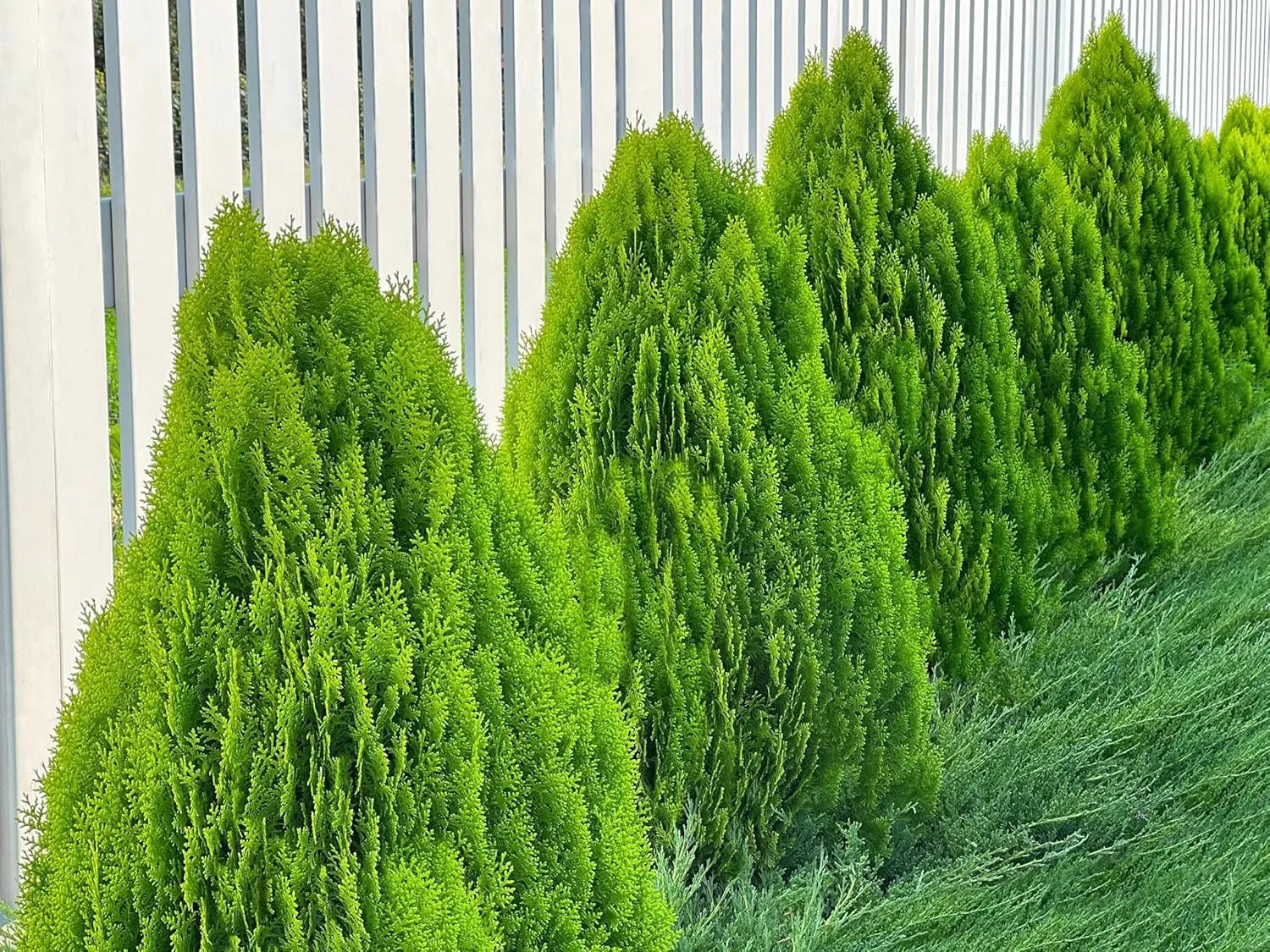 Lebensbaum Thuja occidentalis 'Smaragd' als grünes Gehölz, detailreiche Nahaufnahme, bei Stauden Gänge fotografiert