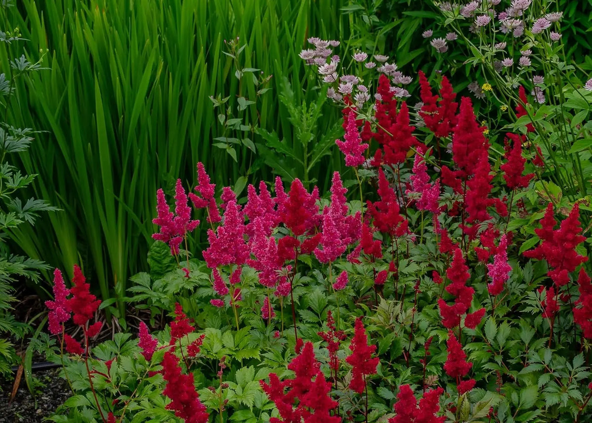 Drei Astilbe arendsii Stauden in der Stauden Gänge Kollektion, blühende Prachtspiere mit zarten, roten Blüten in Gartenumgebung