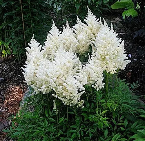 Drei Astilbe arendsii Stauden in der Stauden Gänge Kollektion, blühende Prachtspiere mit zarten rosa Blüten, im Garten.