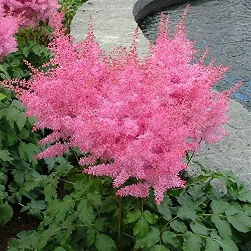 Drei Astilbe arendsii Stauden in der Stauden Gänge Kollektion, blühende Prachtspiere mit rosa Blüten und grünen Blättern.