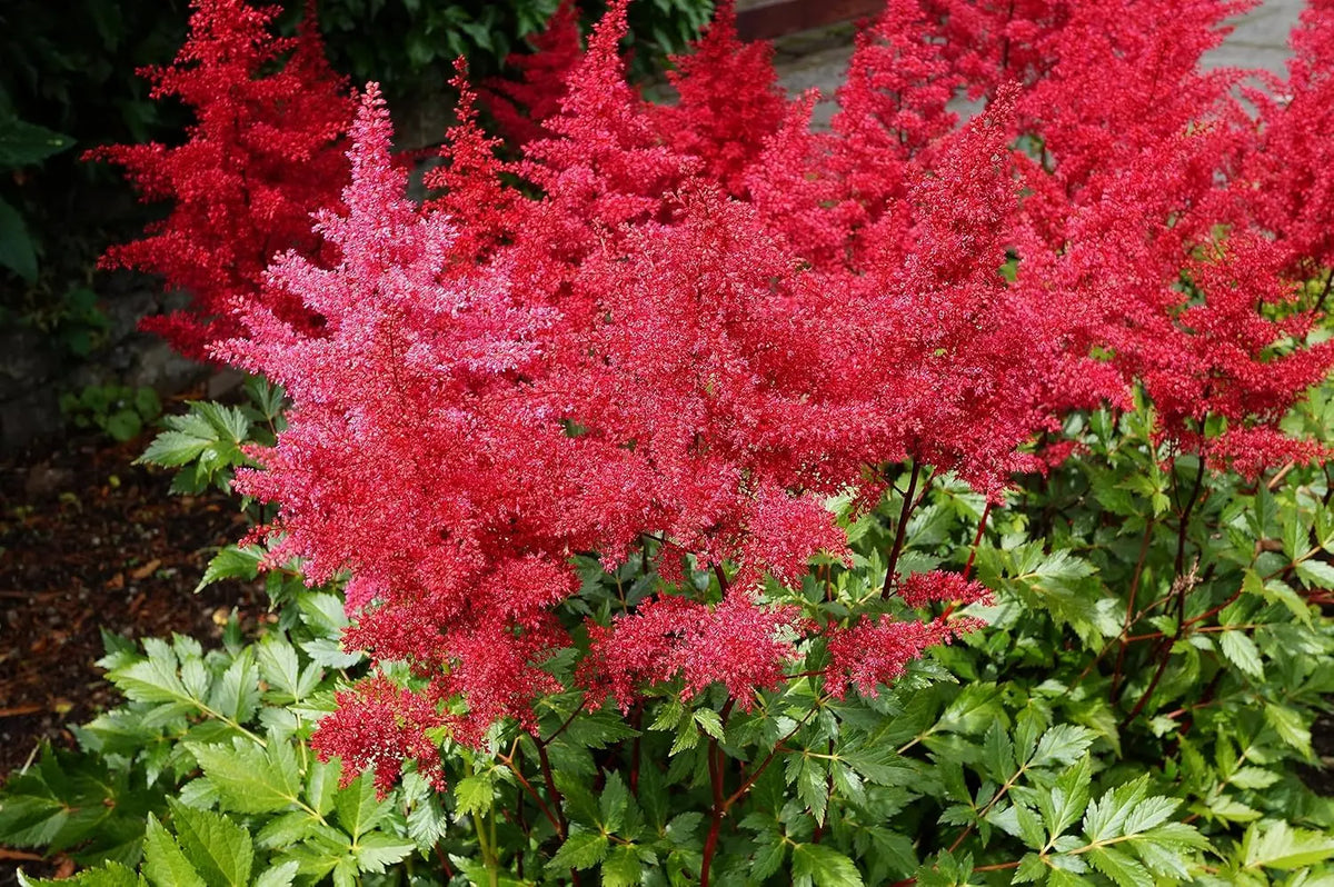 Drei Astilbe arendsii Stauden in der Stauden Gänge Kollektion, blühende Prachtspiere mit zarten rosa Blüten und grünen Blättern.