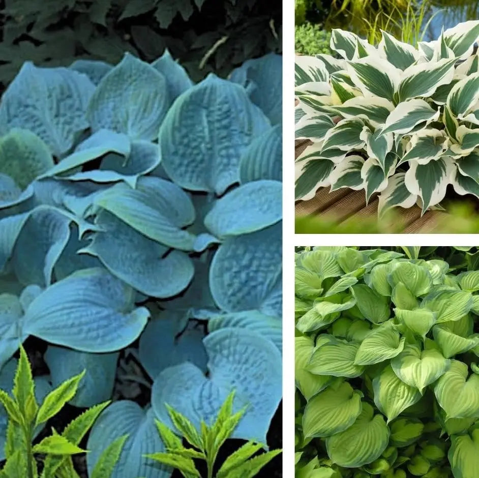 Drei Hosta Hybriden Stauden im Mix, von Stauden Gänge, mit grünen Blättern und bunten Blüten in einem Gartenbeet.