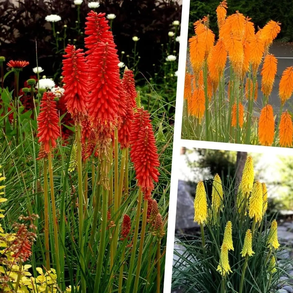 Drei Stauden der Kniphofia Kollektion, Fackellilien Tritome, blühende Stauden in einem Garten, von Stauden Gänge.