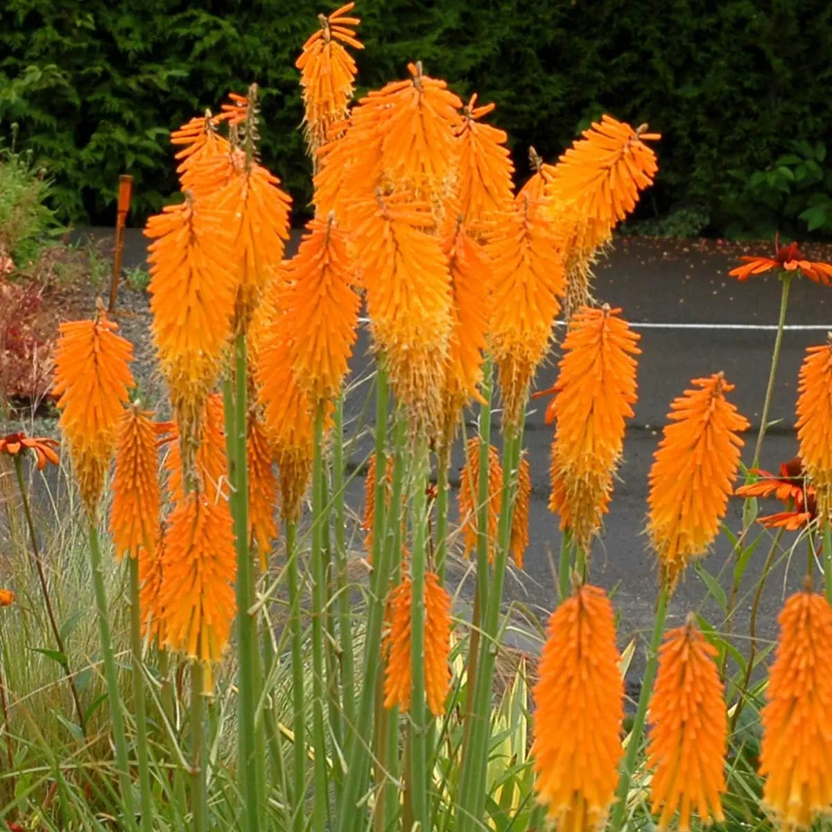 Drei Kniphofia Stauden aus der Fackellilie Tritome Kollektion von Stauden Gänge, in einem Gartenbeet.