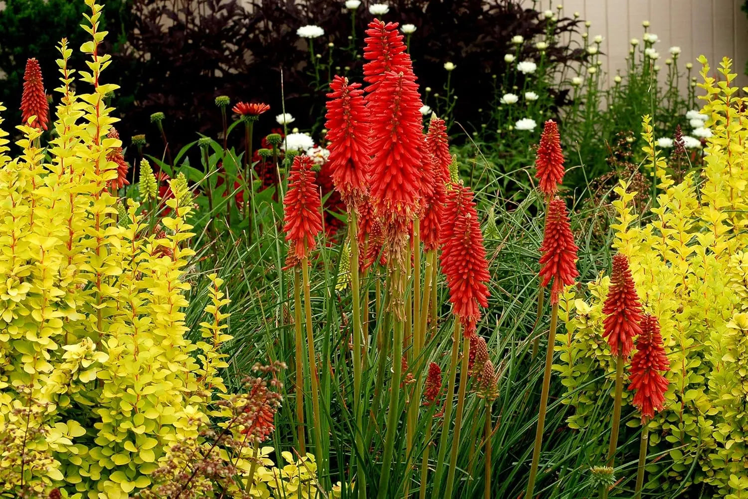 Drei Kniphofia Tritome Stauden in einer Gartenkollektion, gelbe Fackellilien, Blütenstand und grüne Blätter sichtbar