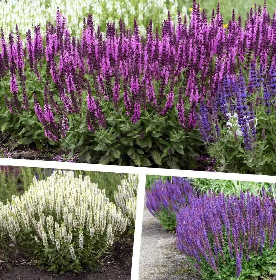 Drei Stauden Gänge Salvia-Kollektion, Steppensalbei im bunten Mix, verschiedene blühende Stauden im Gartenbereich