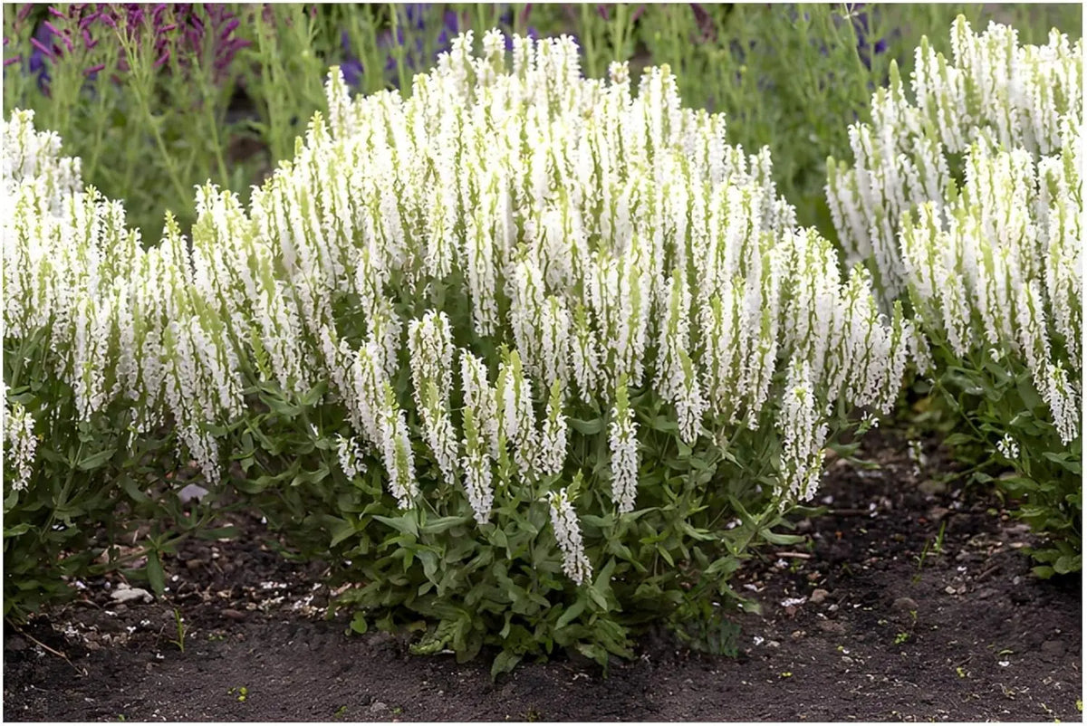 Drei Salvia Stauden, Steppensalbei im bunten Mix, von Stauden Gänge, mit grünen Blättern und blauen bis violetten Blüten.