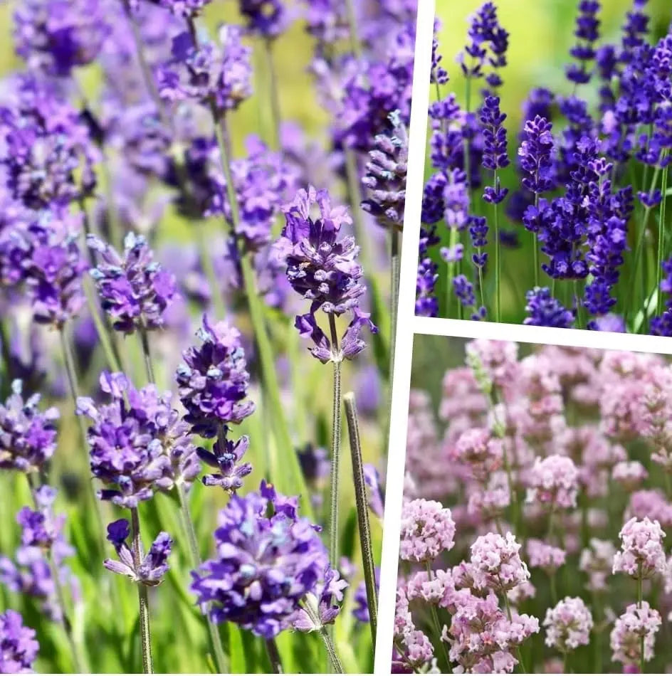 Beet mit 30 Lavandula angustifolia Stauden in 3 Sorten, echter Lavendel, von Stauden Gänge, blühende Gartenpflanzen