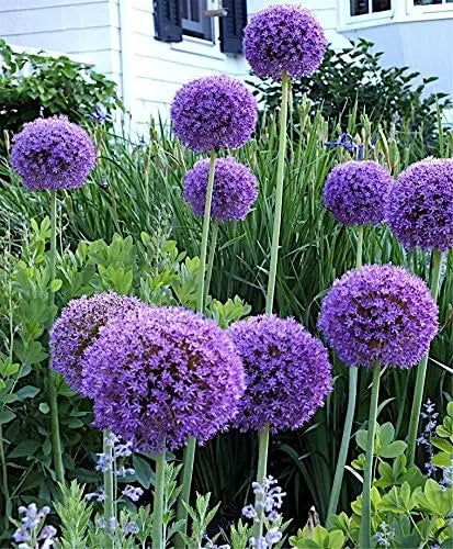 Vier Allium Zierlauch Stauden aus der Allium KOLLEKTION von Stauden Gänge, blühende Zierpflanzen für den Garten