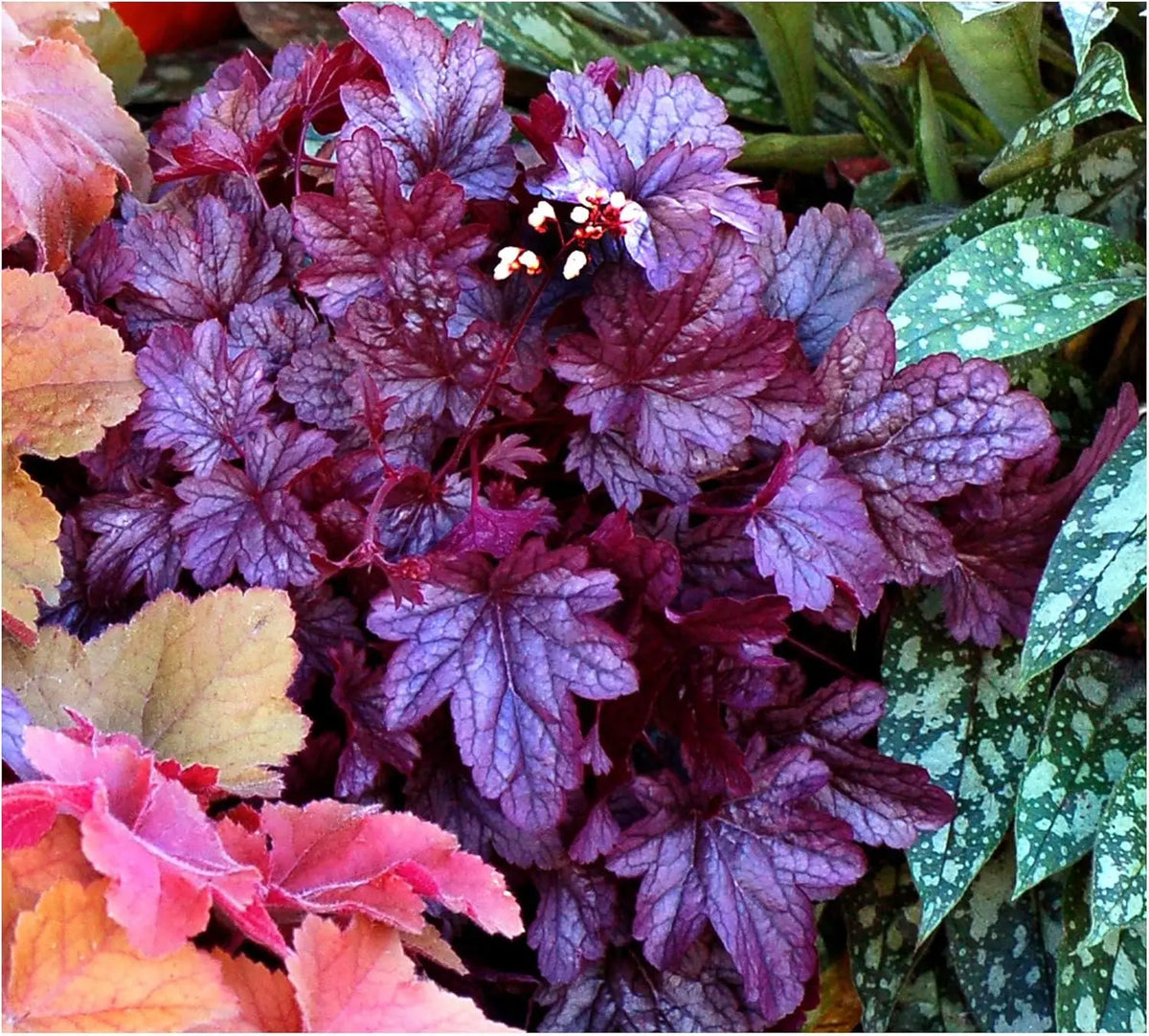 Vier Heuchera Stauden in der 4er Kollektion von Stauden Gänge, purpurrote Blätter, ideal für Gartenböden und Beete.
