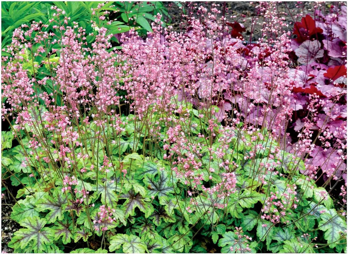 Vier Heuchera Stauden in der Purpurglöckchen-Kollektion von Stauden Gänge, bunte Blätter und robuste Pflanzen.