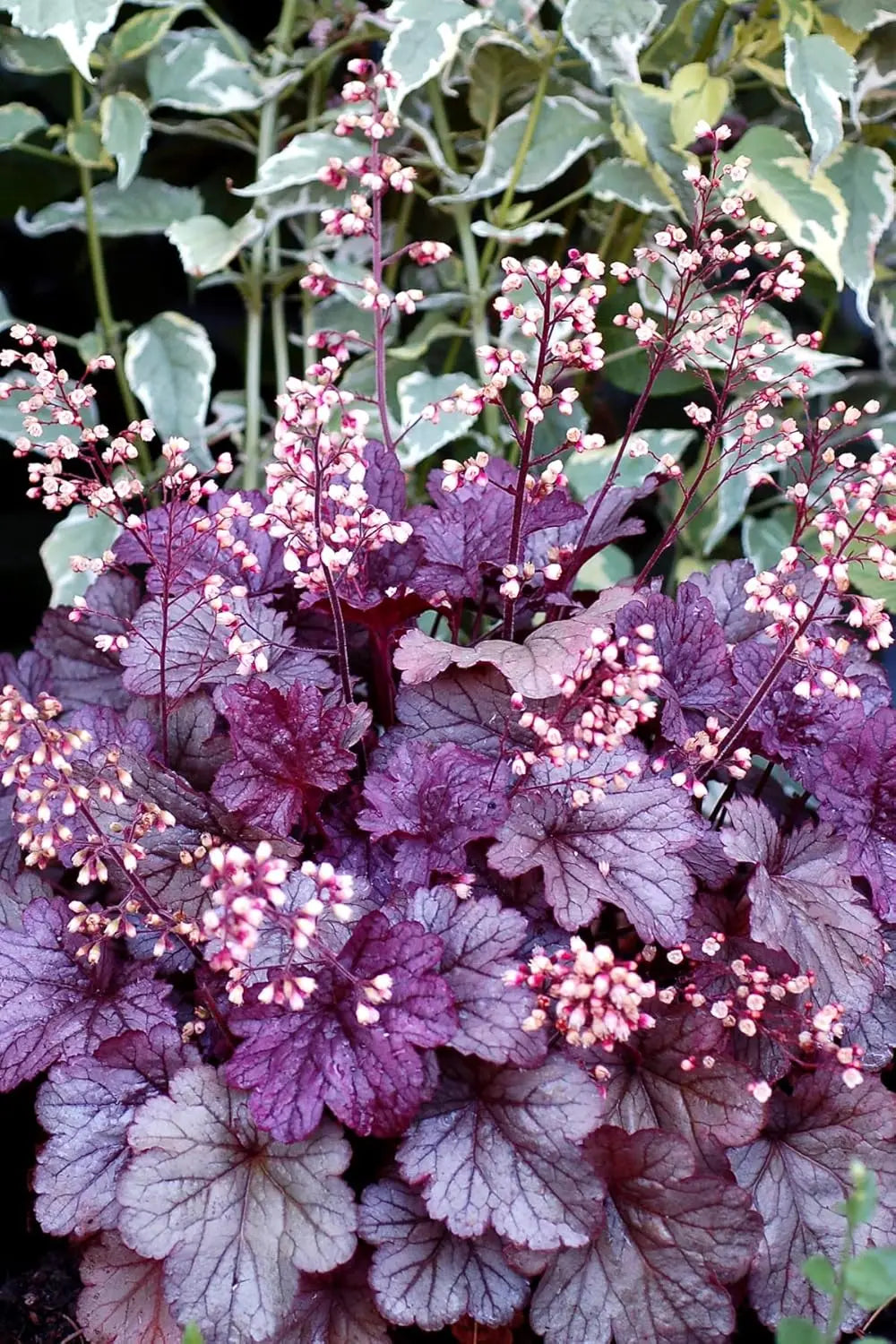 Vier Heuchera Stauden in der Purpurglöckchen-Kollektion von Stauden Gänge, bunt und dekorativ in einem Gartenbeet.