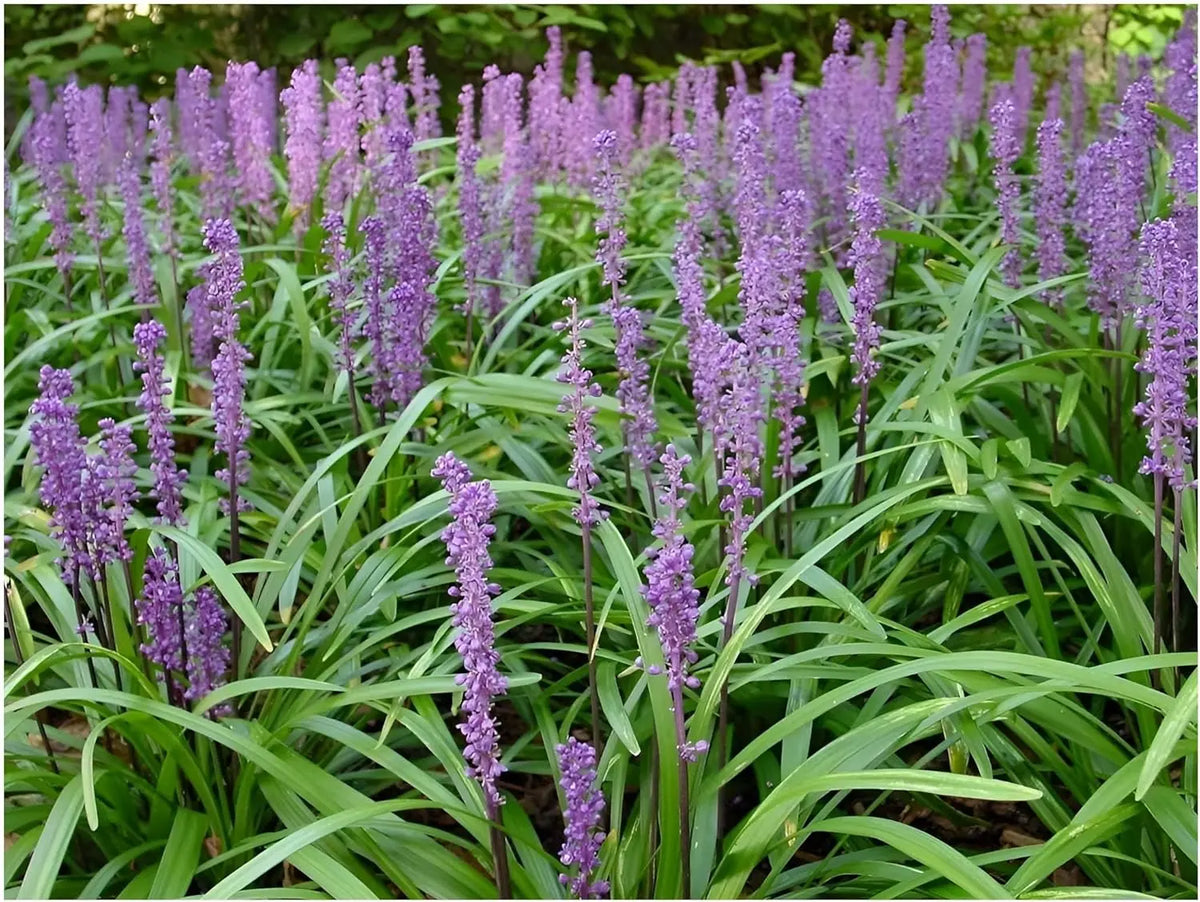 Vier Liriope muscari Stauden der Stauden Gänge Kollektion in Lilientraube, mit grünen Blättern und blauen Blüten.