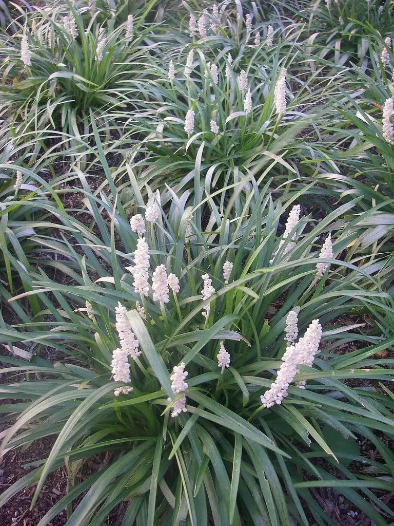 Vier Liriope muscari Stauden in Lilientraube, Pflanzen aus der Stauden Gänge Kollektion, frisch und blühend.