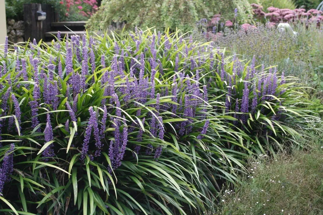 Vier Liriope muscari Stauden in Lilientraube-Farbe, pflanzenreich und dekorativ, von Stauden Gänge.