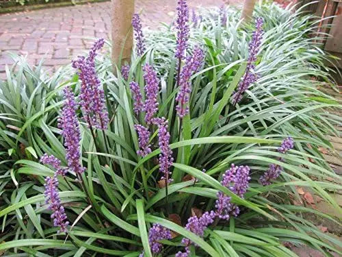 Vier Liriope muscari Stauden in Lilientraube von Stauden Gänge, bodenbedeckende Pflanze mit violetten Blüten.