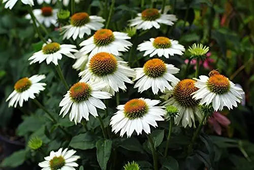 Vier Sommerstauden, Echinacea und Rudbeckia, in einer Stauden Gänge Kollektion, mit bunten Blüten und grünen Blättern.
