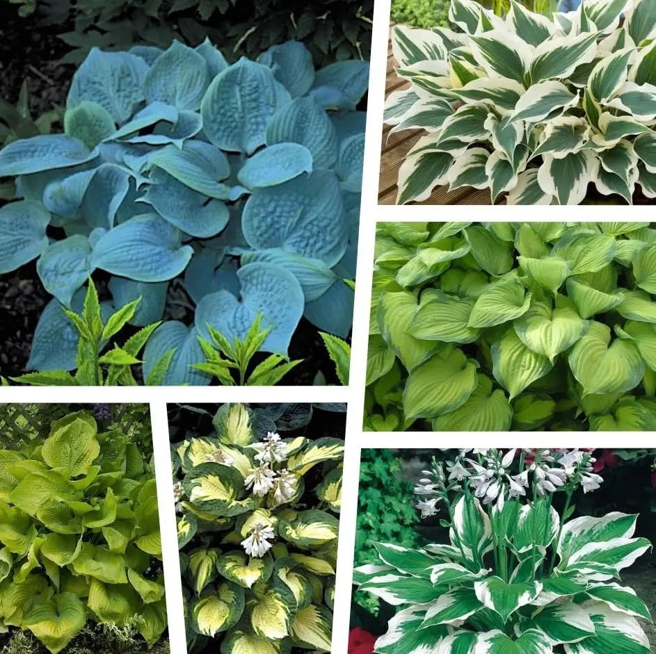 Sechs Stauden der Hosta Kollektion im bunten Mix, große Blätter und grüne Pflanzen, Stauden Gänge, Gartenpflanzen