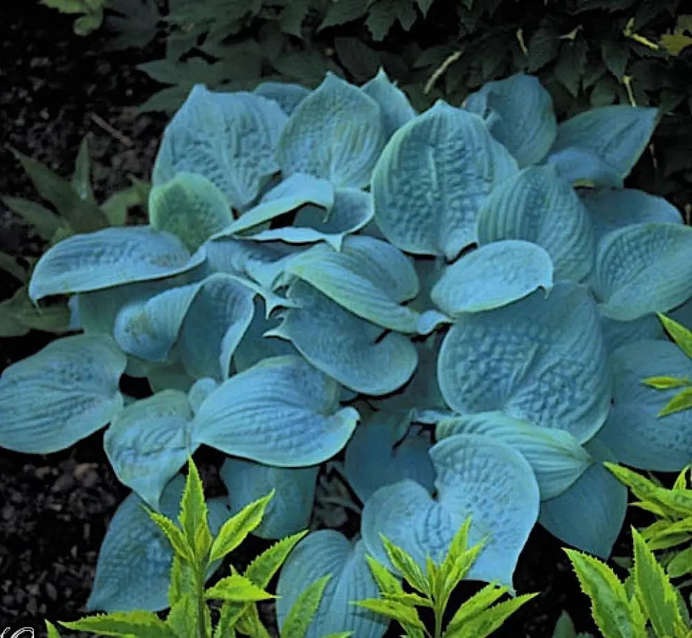 Sechs Hosta Stauden in buntem Mix, große Blätter und grüne Blätter, Stauden Gänge, ideal für Garteneingang und Schattenbereiche