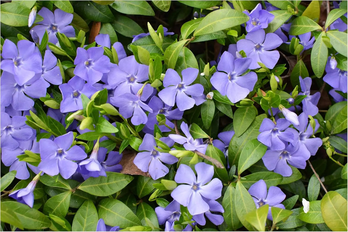 Neun Vinca minor Farbmix Stauden von Stauden Gänge, kleine immergrüne Stauden mit bunten Blüten, im Garten gepflanzt