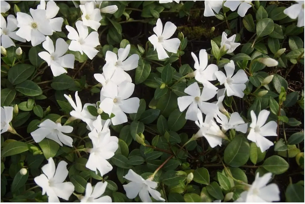 9 Vinca minor Farbmix Stauden von Stauden Gänge, kleine immergrüne Stauden mit bunten Blüten, im Garten.