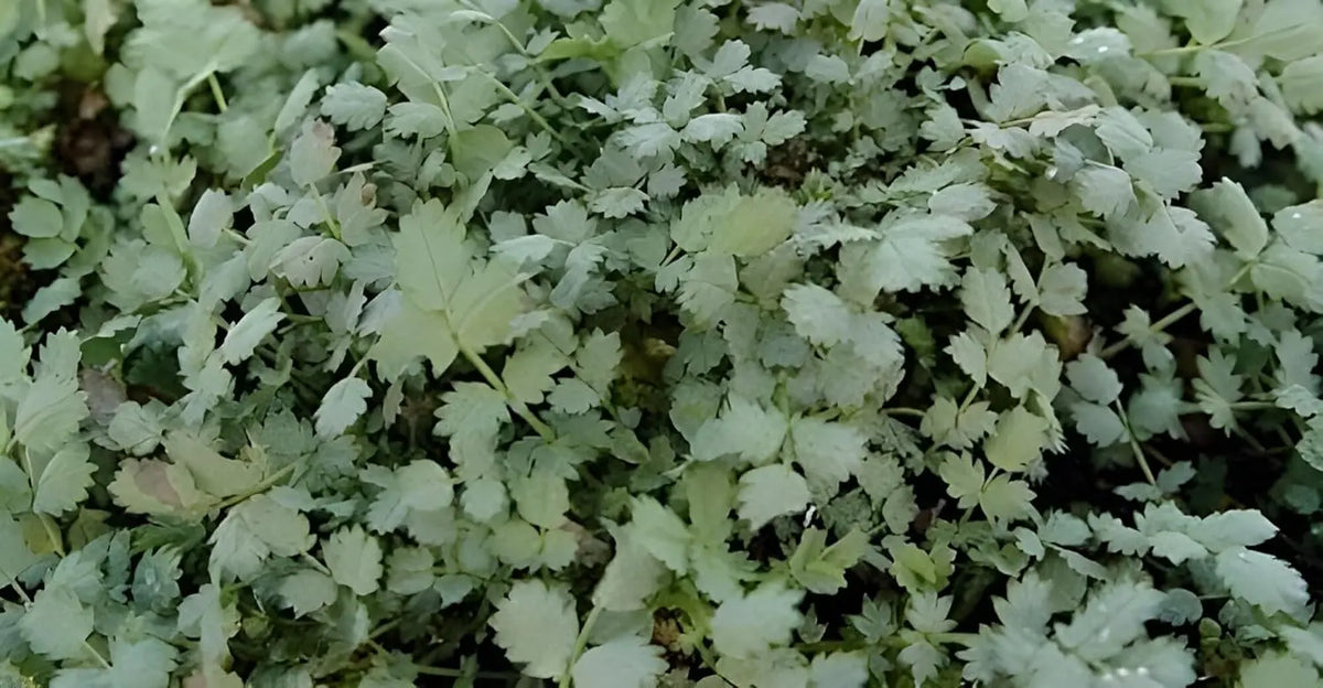 Blaugrünes Stachelnüsschen (Acaena buchananni) als Staude mit spitzen Blättern, von Stauden Gänge.