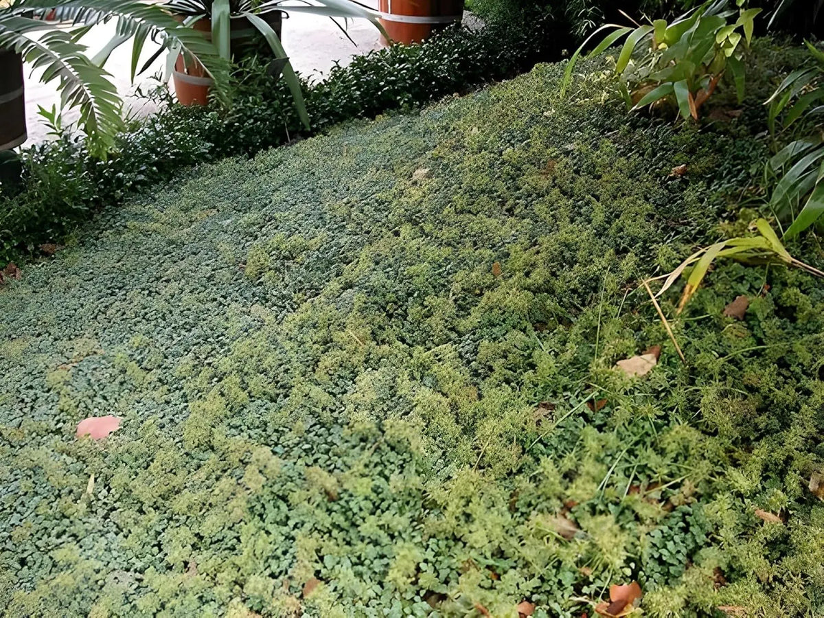 Blaugrünes Acaena buchananni, Staude mit stacheligen Blättern, wächst in einem Gartengebiet, von Stauden Gänge.