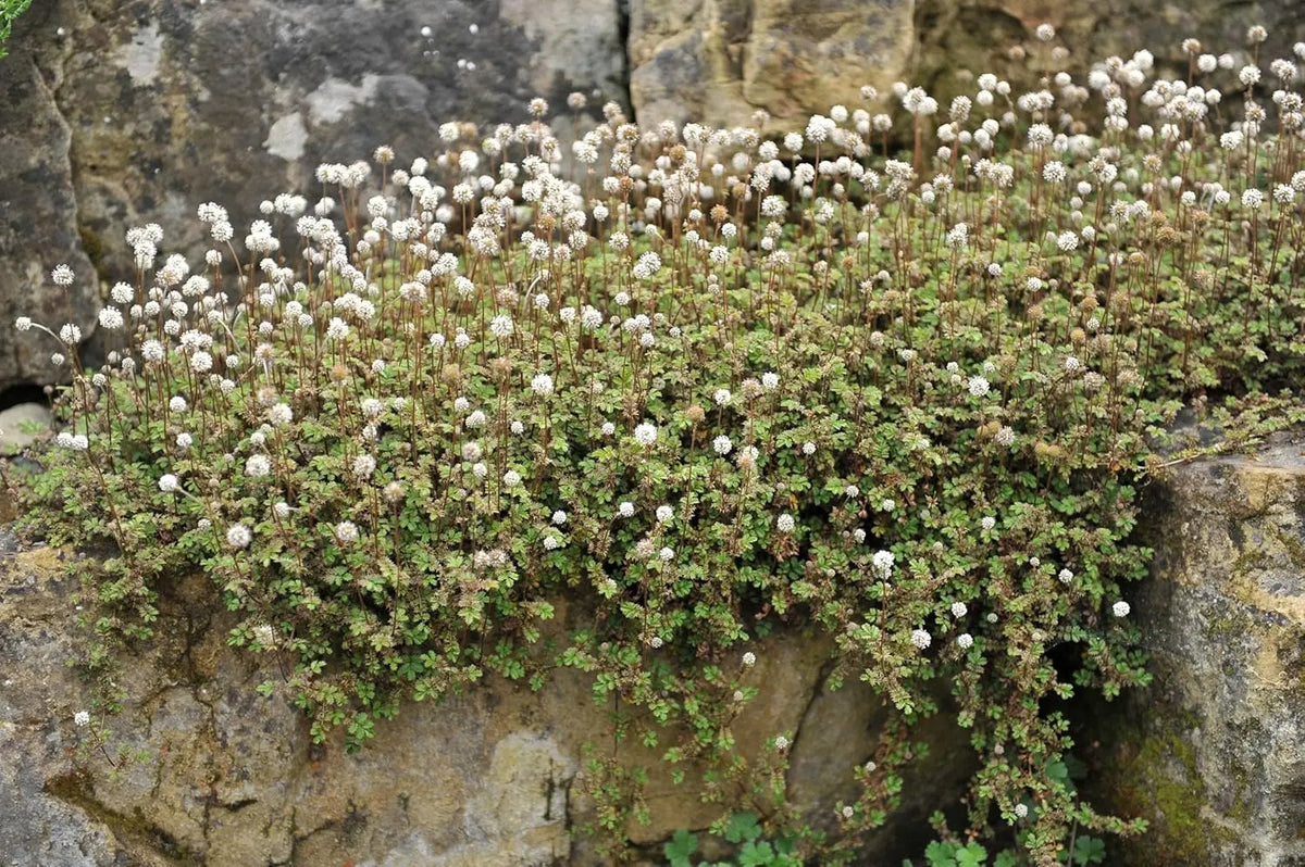 Blaugrünes Acaena buchananni Stachelnüsschen, Staude mit zarten, stacheligen Blättern, von Stauden Gänge.