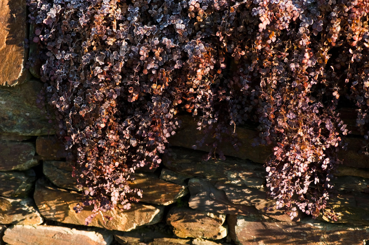 Acaena inermis 'Purpurea' Staude mit purpurfarbenen Blättern, natürliche Stauden Gänge Pflanze, Nahaufnahme