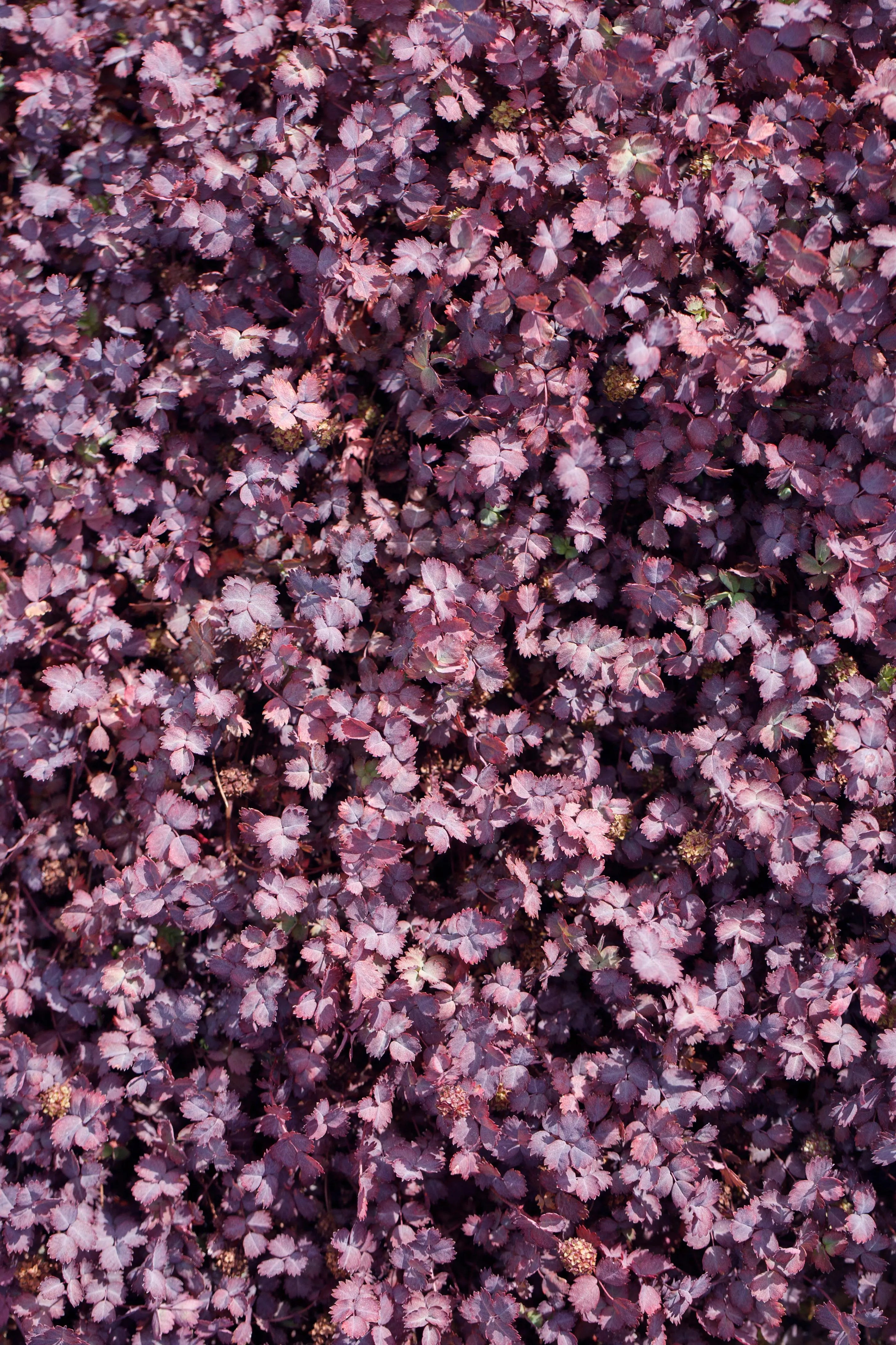 Bunte Staude Acaena inermis 'Purpurea' mit purpurfarbenen Blättern, Stauden Gänge, natürliche Gartendekoration