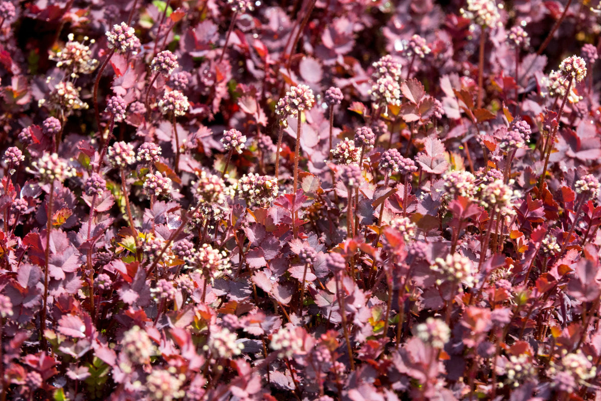 Acaena inermis 'Purpurea' Staude mit dunkelroten Blättern, Stauden Gänge, purpurfarbene Stachelnüsschen, Gartenpflanze