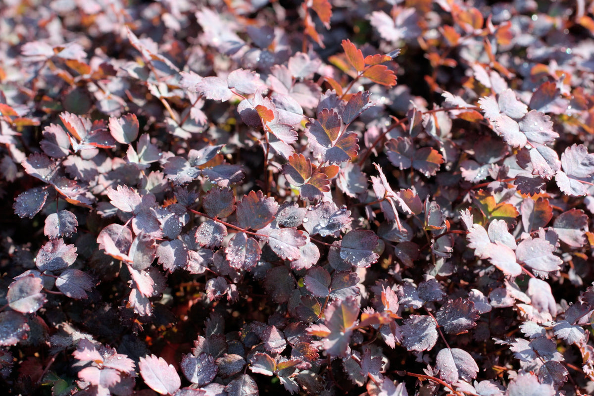 Purpurfarbene Acaena inermis 'Purpurea' Staude mit lila Blättern, wächst auf einem Gartengrund.