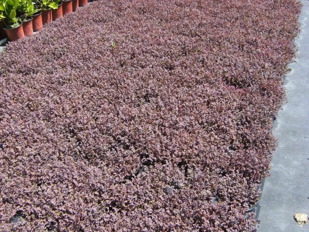 Purpurnes Stauden Gänge Acaena inermis 'Purpurea' mit attraktiven, filigranen Blättern und stacheligen Fruchtständen.