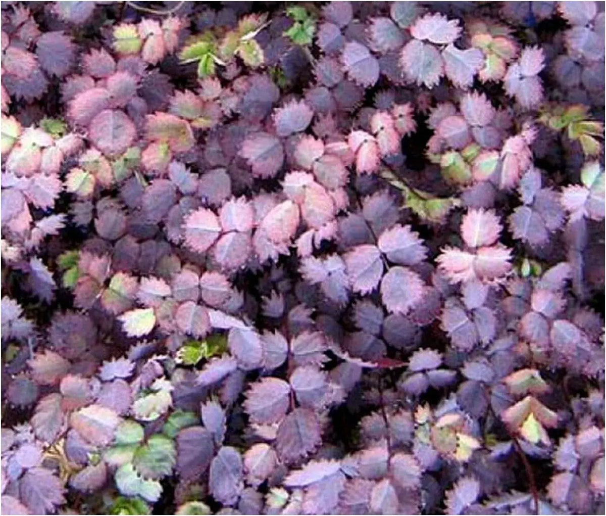 Acaena inermis 'Purpurea' Staude mit purpurfarbenen Stachelnüsschen, grüne Blätter, im Garten, von Stauden Gänge.