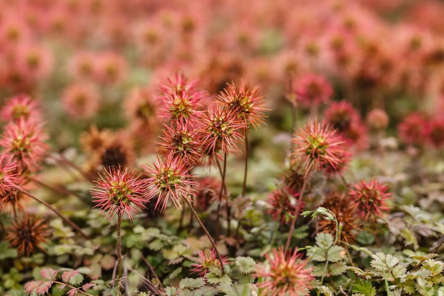 Acaena microphylla ’Kupferteppich’ Staude mit kupferroten Blättern und kleinen Stacheln, von Stauden Gänge.