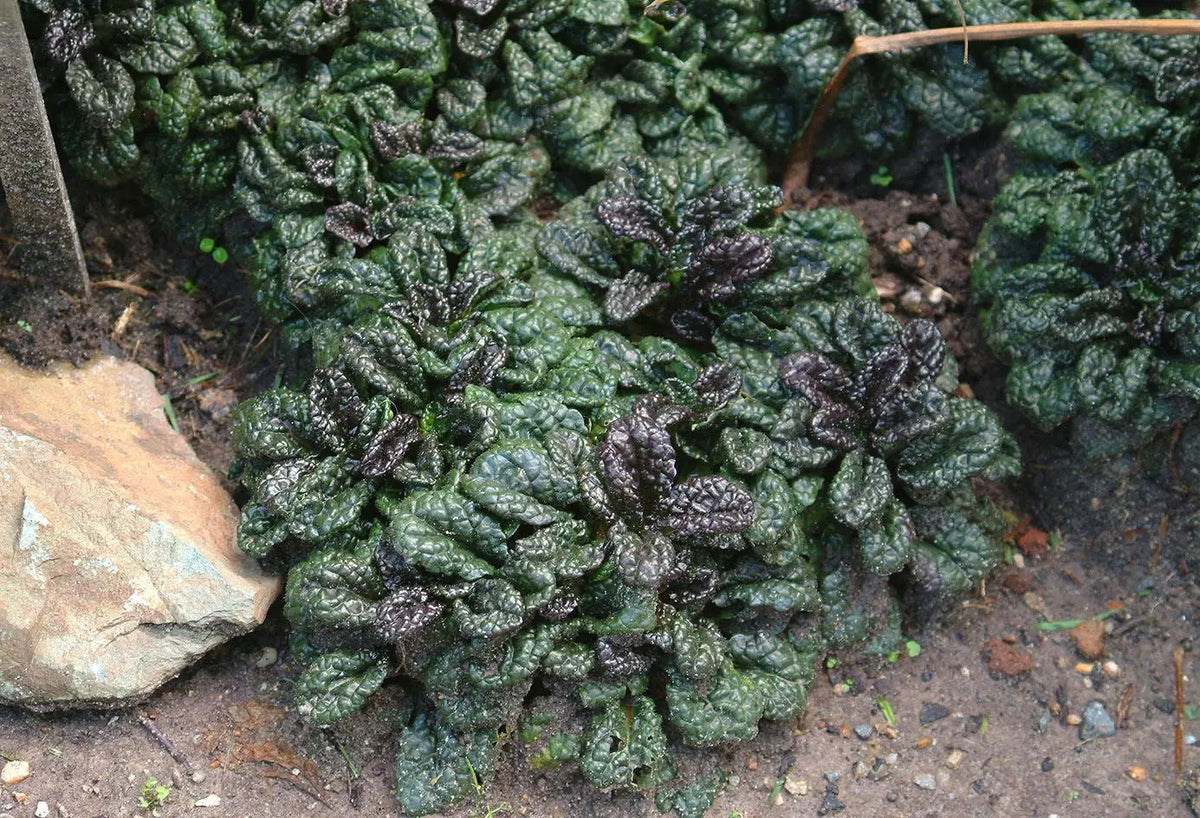 Ajuga pyramidalis 'Metallica Crispa', robuste Günsel Staude mit dunklen, gezackten Blättern, von Stauden Gänge.
