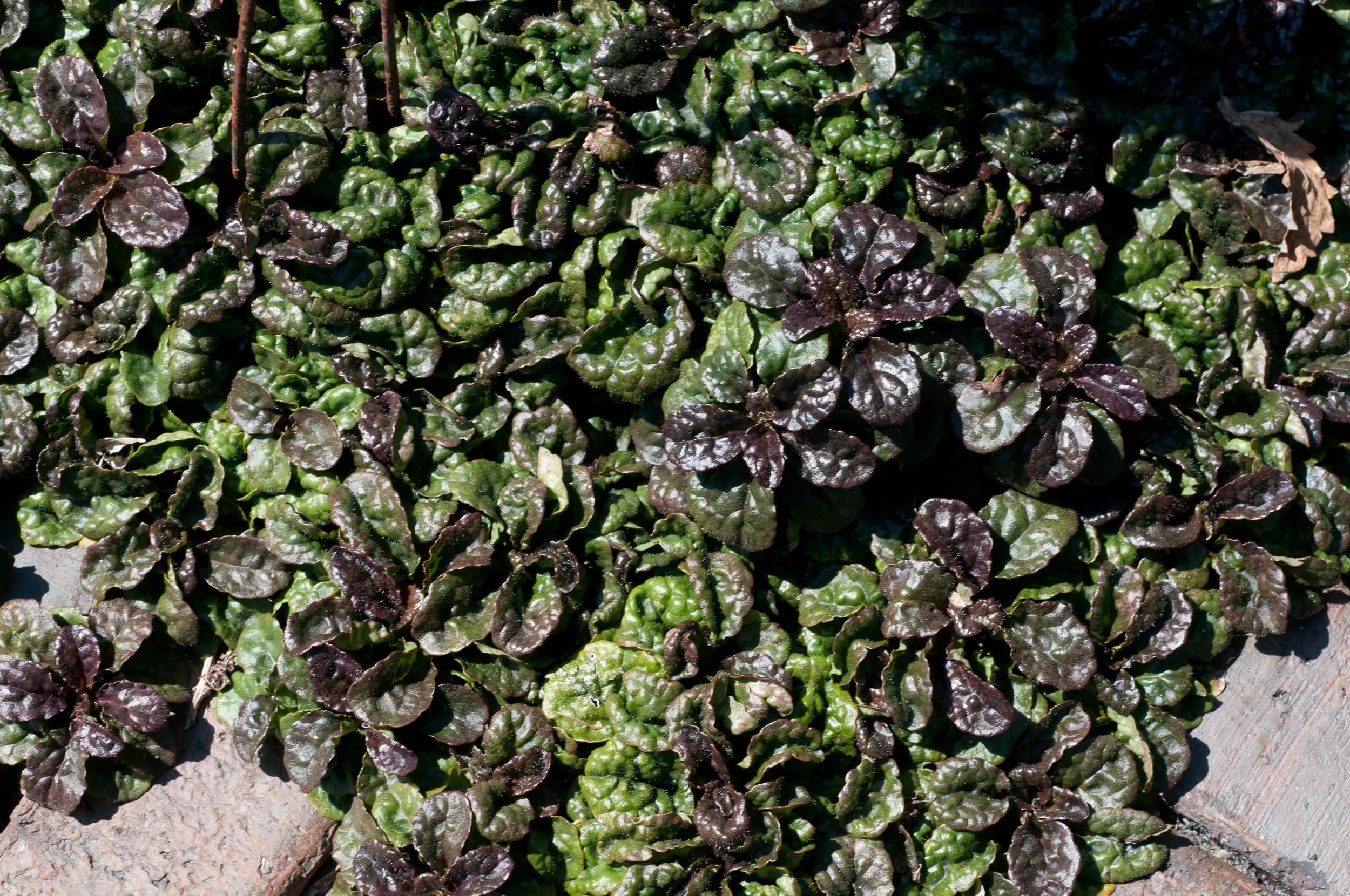 Ajuga pyramidalis 'Metallica Crispa' Günsel, Staude mit dunkelgrünen, gezackten Blättern, von Stauden Gänge.