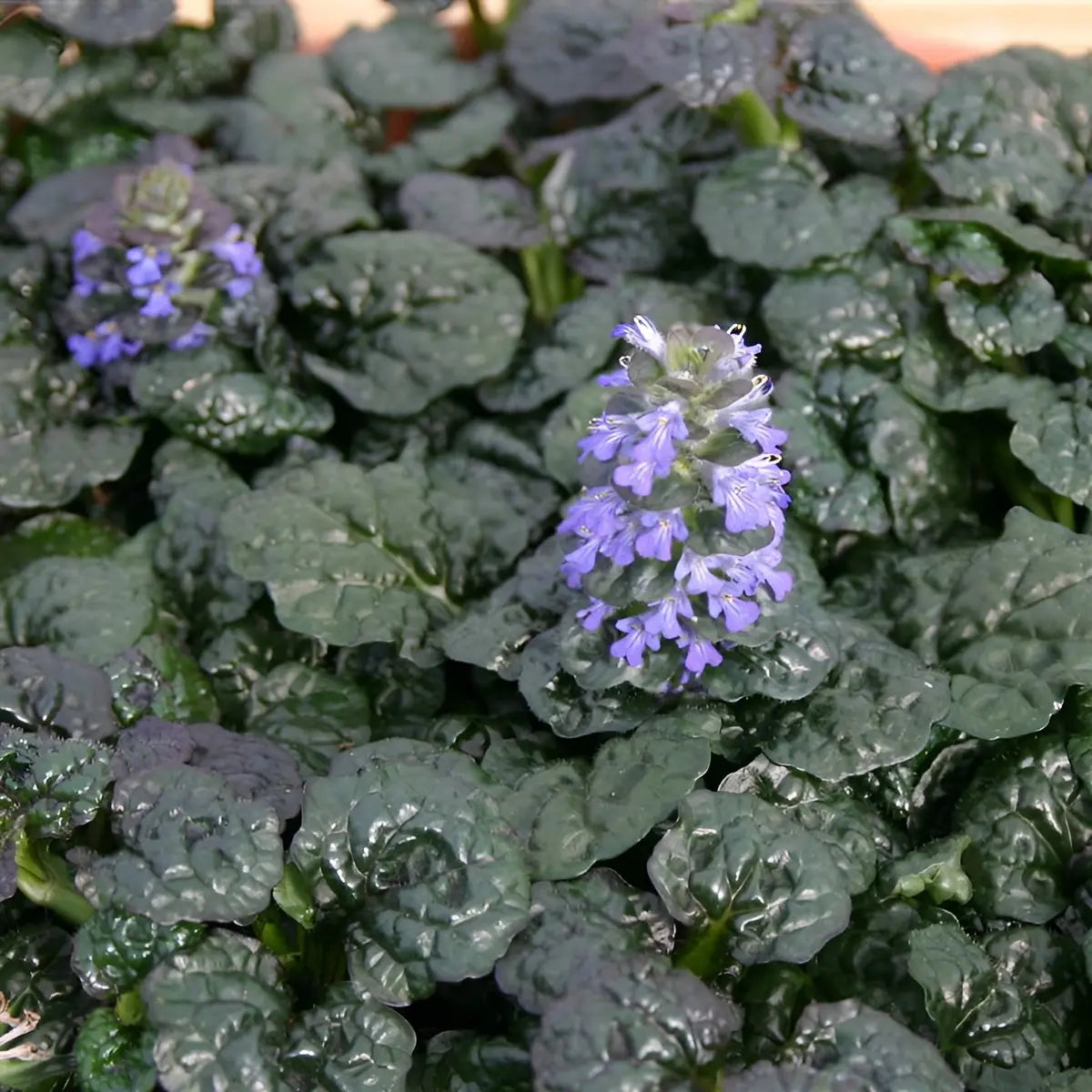 Ajuga pyramidalis 'Metallica Crispa', Günsel Staude von Stauden Gänge, grüne Blätter mit rotbraunen Spitzen, wächst auf Gartenerde