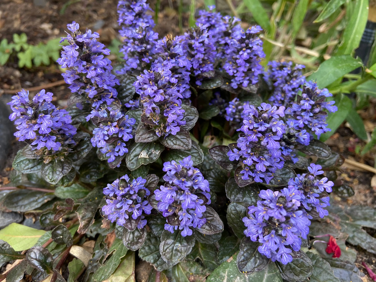 Dunkelgrüne Ajuga reptans 'Black Scallop' Staude mit schwarz-weiß gemusterten Blättern, wächst als Bodendecker.