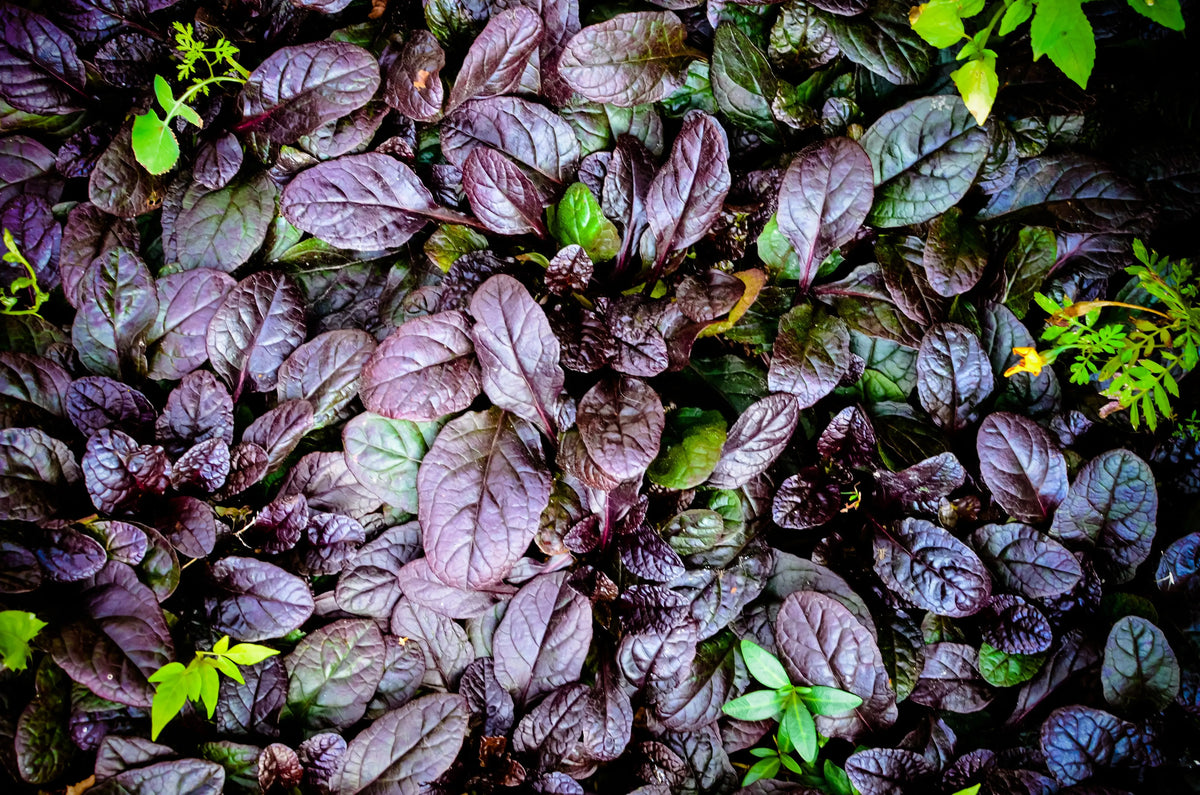Ajuga reptans 'Black Scallop' Staude mit dunkelgrünen und schwarzen Blättern, wächst auf einem Gartenboden, von Stauden Gänge.