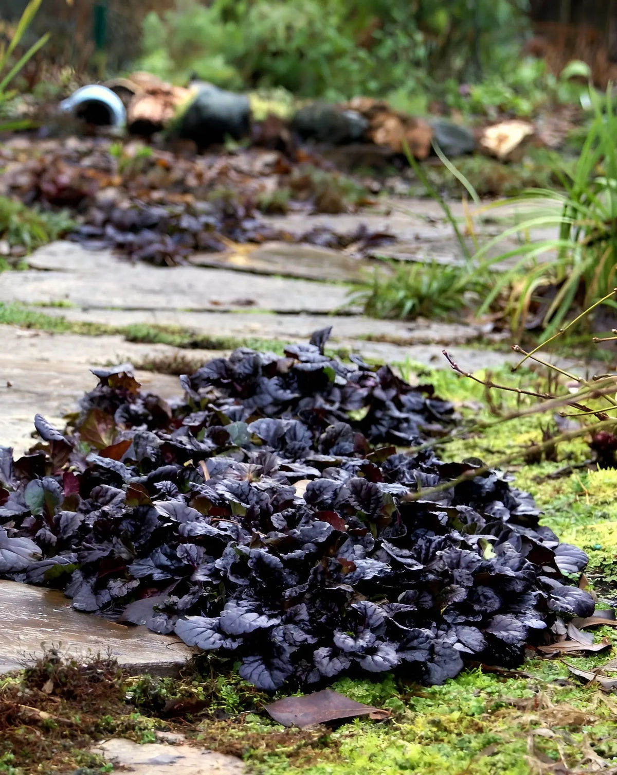 Schwarzer Günsel (Ajuga reptans 'Black Scallop') Staude, dunkelgrünes Blattmuster mit schwarzen Rändern, wächst im Garten.