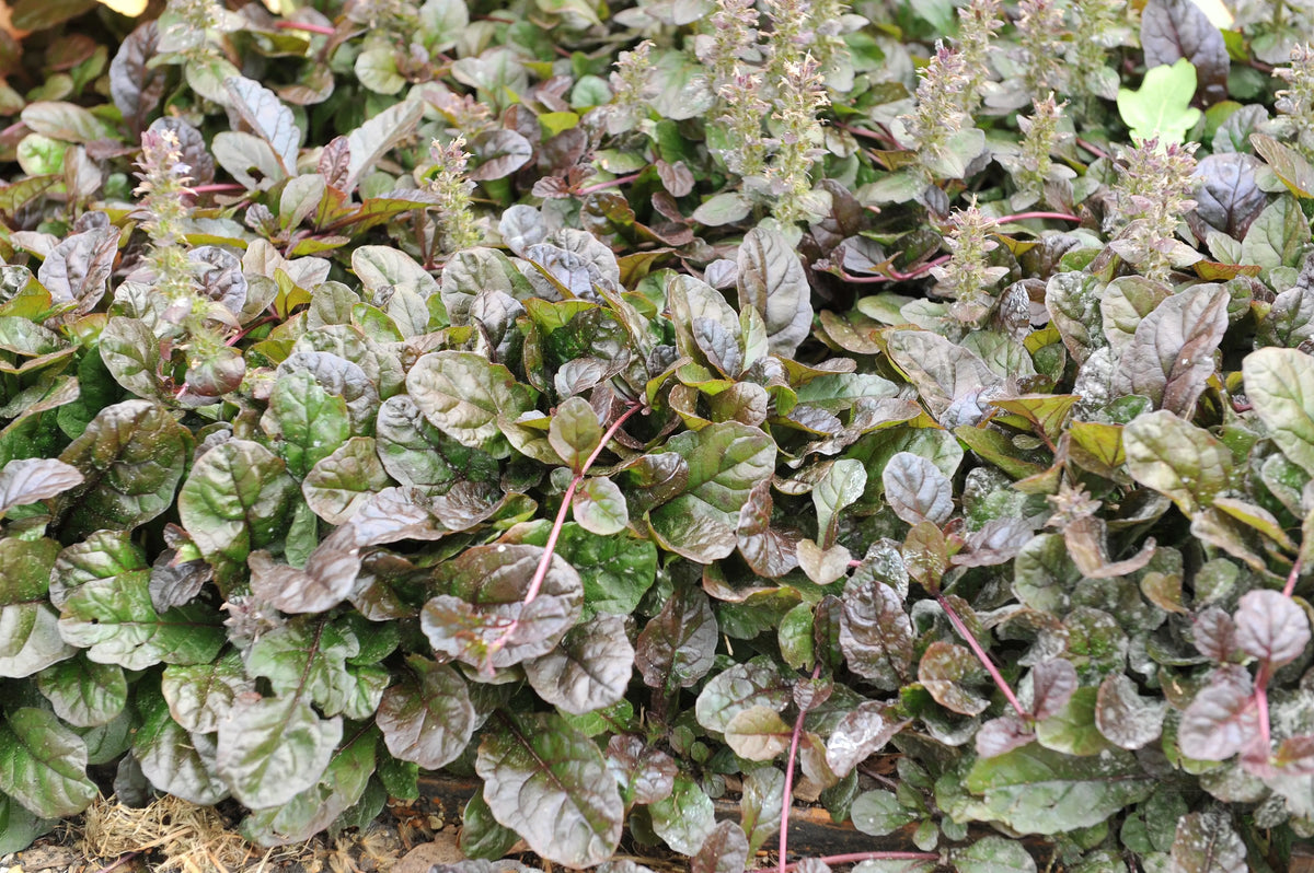 Ajuga reptans 'Braunherz', eine Staude mit braunen Blättern, wächst im Garten, von Stauden Gänge.