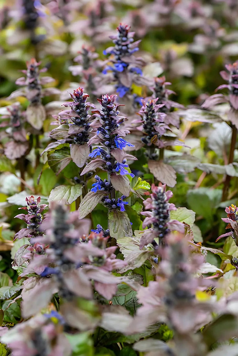 Ajuga reptans 'Braunherz', eine Staude mit braunen Blättern, wächst als Bodendecker in einem Garten, von Stauden Gänge.