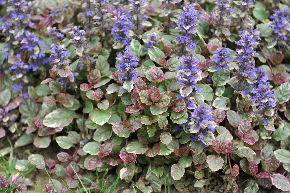 Ajuga reptans ‚Burgundy Glow‘ Staude mit dunkelroten Blättern, wächst als Bodendecker, von Stauden Gänge.