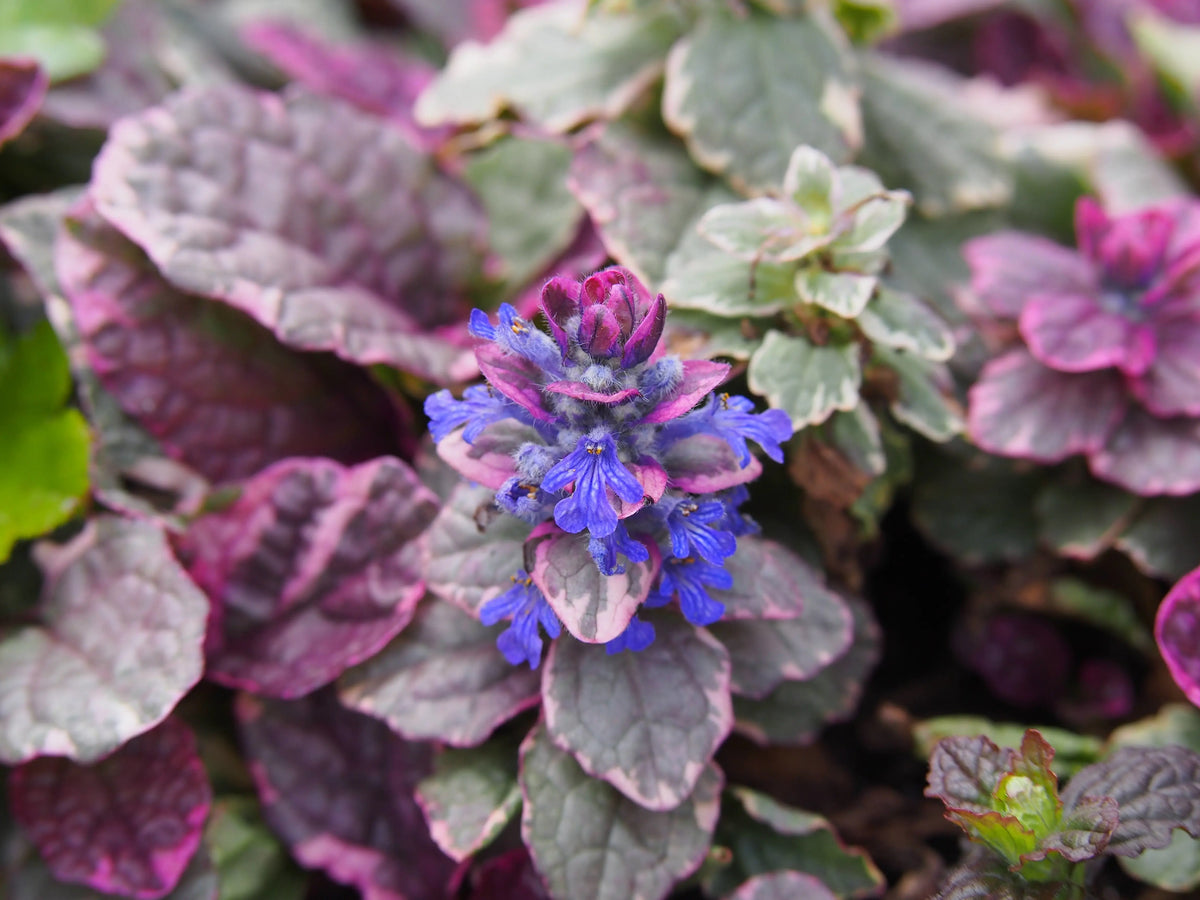 Ajuga reptans ‚Burgundy Glow‘ Staude mit dunkelroten Blättern, wächst am Boden, von Stauden Gänge.