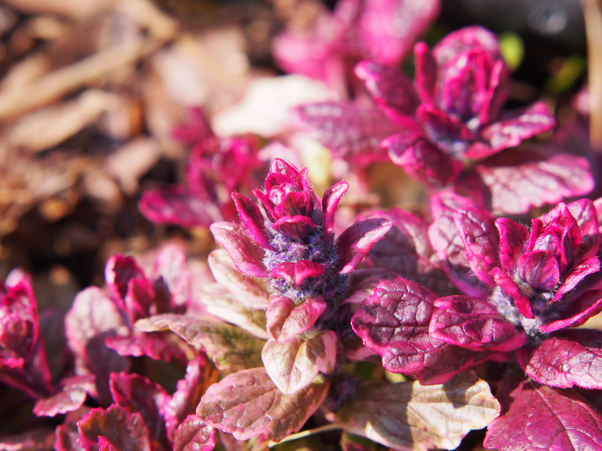 Burgundy Glow Günsel Staude von Stauden Gänge mit dunkelroten, glänzenden Blättern, wächst auf Gartenboden.