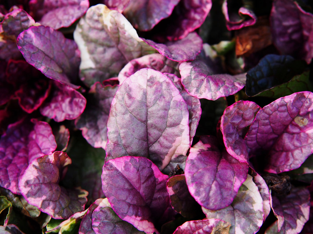 Burgundy Glow Günsel Staude von Stauden Gänge mit rot-violettem Laub, wächst auf Erde im Garten, Nahaufnahme