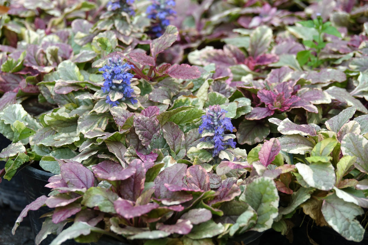 Ajuga reptans ‚Burgundy Glow‘ Staude mit dunkelroten Blättern, wächst als Bodendecker in Garten, von Stauden Gänge.