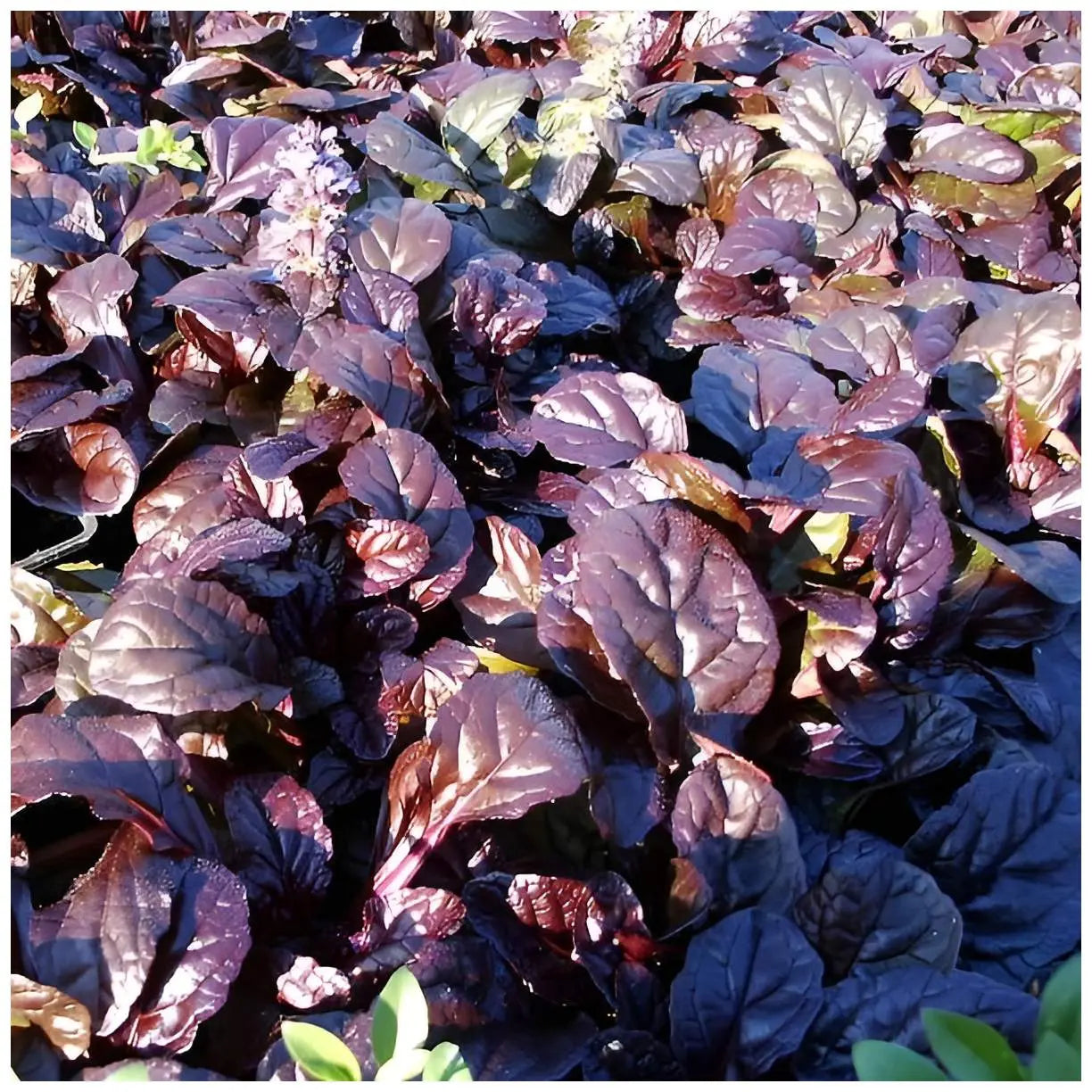 Ajuga reptans 'Evening Glow', eine Staude mit bunten Blättern, wächst im Garten, von Stauden Gänge.